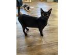 Adopt Luna Moonlight a All Black Polydactyl/Hemingway cat in Skippack