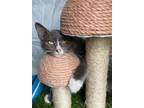 Adopt Brody a Gray or Blue (Mostly) Domestic Mediumhair (long coat) cat in