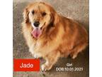 Adopt Jade -COMING SOON a Tan/Yellow/Fawn Golden Retriever / Mixed dog in West