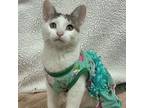 Adopt Dobby a White Domestic Shorthair / Mixed cat in Bedford, PA (38369593)