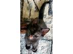 Adopt EBONY a All Black Domestic Shorthair (short coat) cat in Pensacola
