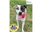 Adopt Pimento a White Mixed Breed (Large) / Mixed dog in DeKalb, IL (38447092)