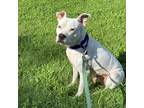 Adopt Smiley a White - with Tan, Yellow or Fawn Mixed Breed (Medium) / Mixed dog