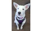 Adopt Daisy a Cattle Dog dog in Denver, CO (38373501)