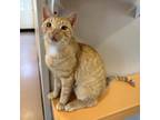 Adopt Tails a Tan or Fawn Tabby Domestic Shorthair / Mixed cat in Kanab