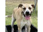 Adopt Austin a Tan/Yellow/Fawn Labrador Retriever / Mixed dog in Wimberley