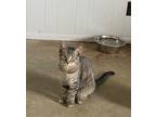 Adopt Huckle Berry a Domestic Shorthair / Mixed (short coat) cat in Portland