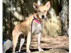 Adopt BELA a Shepherd (Unknown Type) / Mixed dog in Little Rock, AR (33787515)