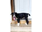 Adopt Blue Bea a Black Boxer dog in Provo, UT (38573494)