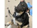 Adopt Red a Black Australian Cattle Dog / Beagle / Mixed dog in Olathe