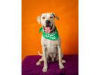 Adopt Lobo Martinez a Tan/Yellow/Fawn - with Black Labrador Retriever dog in