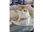 Adopt Mr Kitty a Orange or Red Tabby American Shorthair / Mixed cat in El Cajon