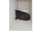 Adopt Beast a Black & White or Tuxedo Domestic Shorthair (short coat) cat in