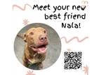 Adopt Nala a American Staffordshire Terrier / Mixed dog in Dickinson