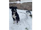 Adopt Oreo a Black - with White Mutt / Mixed dog in El Paso, TX (38648700)