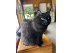 Adopt Oberon a All Black Domestic Mediumhair / Mixed (medium coat) cat in