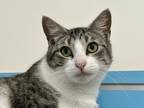 Adopt Tiny a White Domestic Shorthair / Domestic Shorthair / Mixed cat in