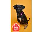 Adopt Boots a Black Boxer / Hound (Unknown Type) / Mixed dog in Valley View