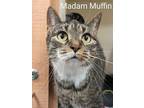 Adopt Madam Muffin a Domestic Shorthair / Mixed cat in Portsmouth, VA (38579847)