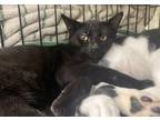 Adopt Richards a All Black Domestic Shorthair / Domestic Shorthair / Mixed cat