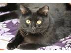 Adopt Diana a All Black Domestic Shorthair / Domestic Shorthair / Mixed cat in