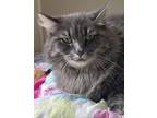 Adopt Angel a Gray or Blue Domestic Longhair / Domestic Shorthair / Mixed (long