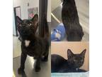 Adopt Peanut a Black (Mostly) Domestic Shorthair (short coat) cat in Endicott