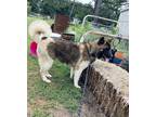 Adopt Koa a Tricolor (Tan/Brown & Black & White) Akita / Mixed dog in Davenport