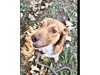 Adopt Emma a Tan/Yellow/Fawn Shepherd (Unknown Type) / Mixed dog in