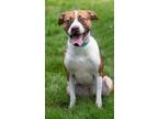 Adopt Tinka a Tan/Yellow/Fawn American Pit Bull Terrier / Mixed dog in