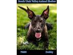 Adopt 81135 Dobby a Black Mixed Breed (Medium) / Mixed dog in Spanish Fork