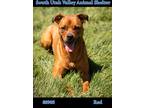 Adopt 80905 Red a Red/Golden/Orange/Chestnut American Pit Bull Terrier / Boxer /