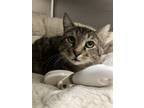 Adopt Freddie a Brown Tabby Domestic Shorthair (short coat) cat in Worcester
