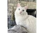 Adopt Jack Frost a White Domestic Longhair (long coat) cat in Wartrace