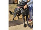 Adopt Presley (Elvis) a Black German Shepherd Dog / Labrador Retriever dog in
