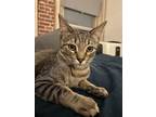 Adopt YOSEMITE a Spotted Tabby/Leopard Spotted Domestic Shorthair / Mixed cat in