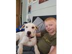 Adopt Snowie Martinez a White Labrador Retriever dog in Portland, OR (38153029)