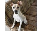 Adopt Brooklyn a White - with Tan, Yellow or Fawn Mixed Breed (Medium) / Mixed