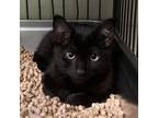 Adopt Jalapeno a All Black Domestic Shorthair / Mixed cat in Columbus