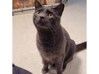 Adopt Mercury a Gray or Blue Domestic Shorthair / Mixed cat in Milford