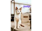 Adopt Jocelyn a Siamese / Mixed (short coat) cat in Nashville, GA (38348303)