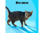 Adopt Demo a Domestic Shorthair / Mixed (short coat) cat in Nashville