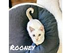 Adopt Rooney a Siamese / Mixed (short coat) cat in Nashville, GA (38572969)