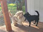 Adopt Frisco a Tan/Yellow/Fawn Dachshund / Spaniel (Unknown Type) dog in