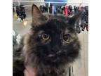 Adopt Coda a All Black Domestic Mediumhair / Mixed cat in Zanesville