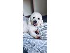 Adopt Opal a White Bichon Frise / Mixed Breed (Medium) / Mixed (short coat) dog