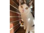 Adopt Kitty a Gray or Blue Domestic Shorthair / Mixed (short coat) cat in