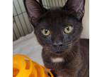 Adopt Klondike a All Black Domestic Shorthair / Mixed cat in Columbus