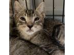 Adopt Kinko a Brown or Chocolate Domestic Shorthair / Mixed cat in Columbus