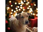 Adopt Buddy a Tan/Yellow/Fawn Labrador Retriever dog in Bristol, CT (38464468)